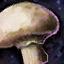 Champignon