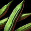 Haricot vert